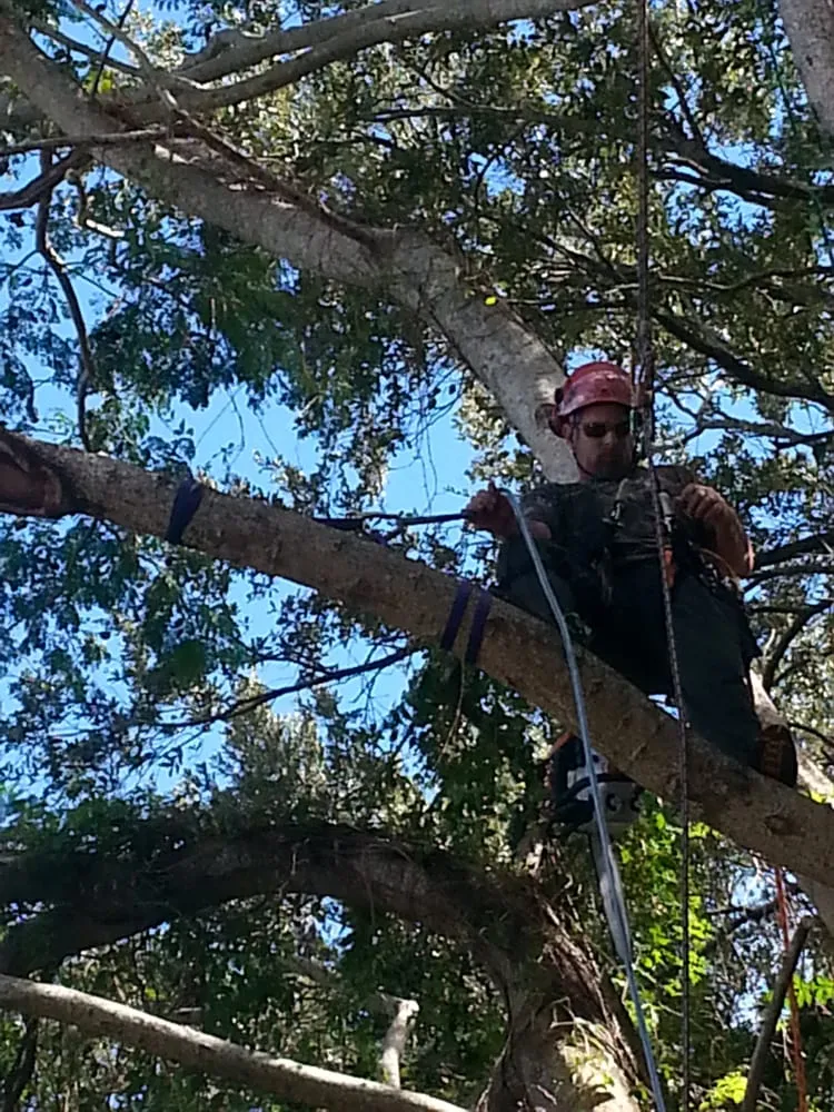 Expert landscaping services experts serving Winter Garden, FL - JP Trees and Landscaping