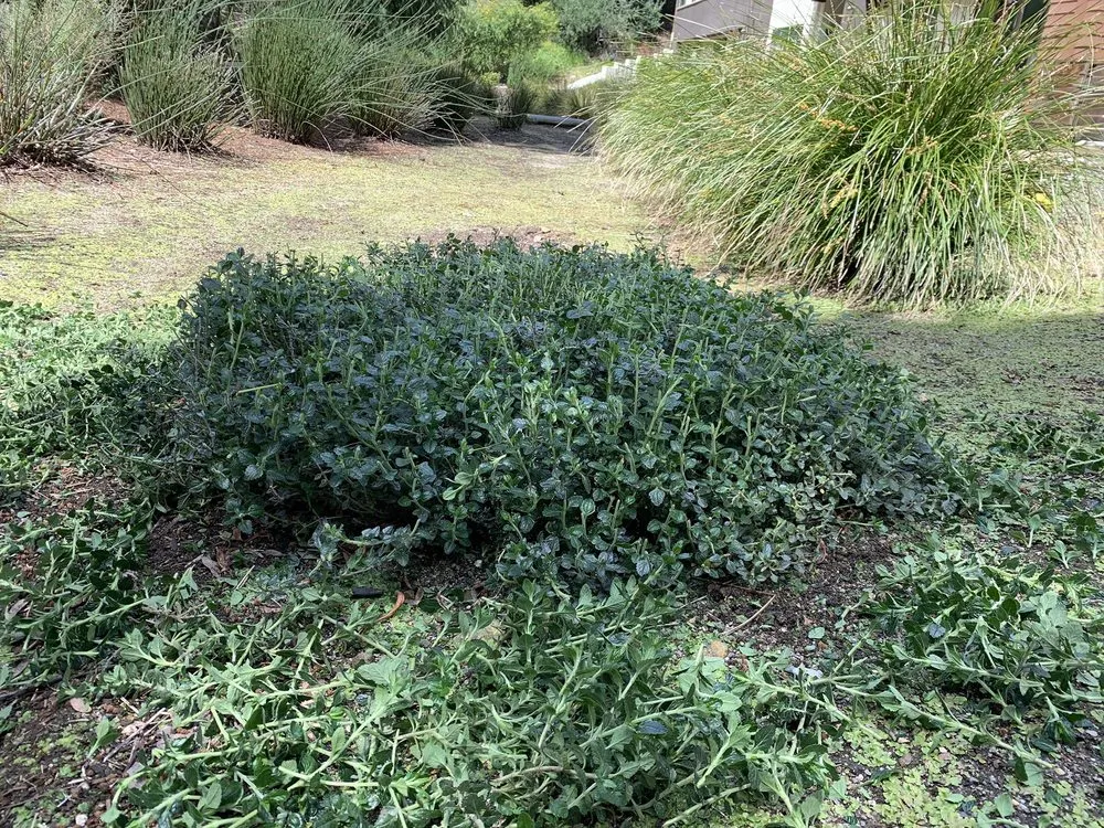 Local residential landscaping near you across Livermore, CA - JPA Landscape & Construction, Inc