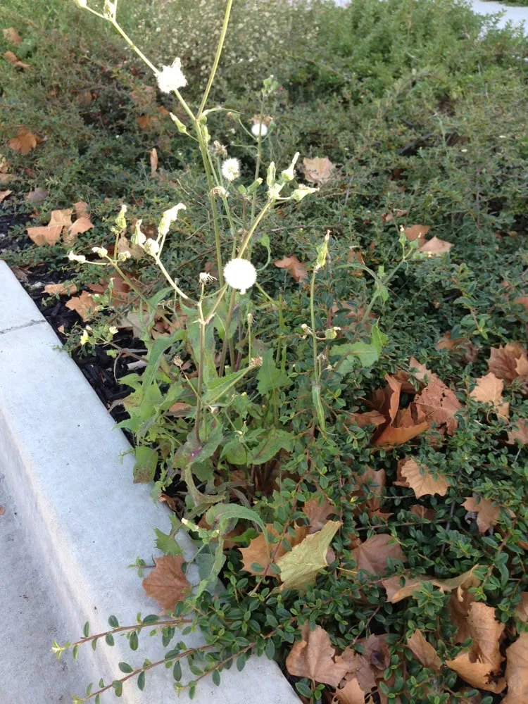 Custom lawn care service near you in Livermore, CA by JPA Landscape & Construction, Inc