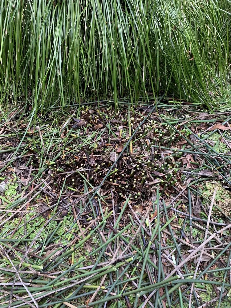 Custom yard maintenance with custom design across Livermore, CA - JPA Landscape & Construction, Inc