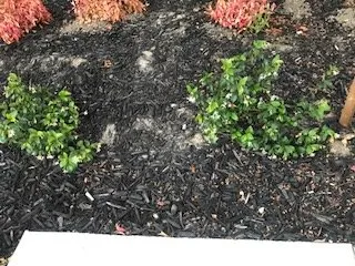 Reliable lawn mowing service in Livermore, CA by JPA Landscape & Construction, Inc