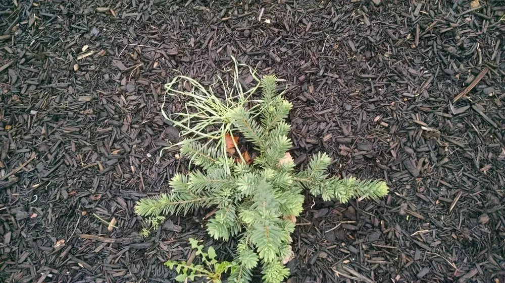 Affordable landscape installation in Livermore, CA by JPA Landscape & Construction, Inc