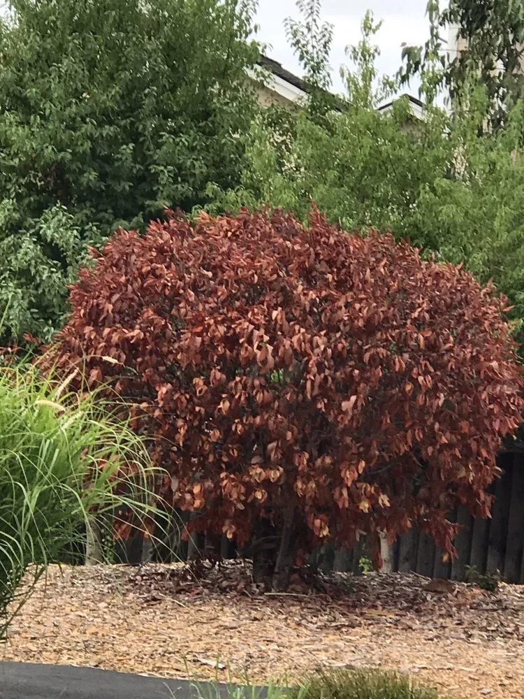 Trusted yard maintenance for year-round maintenance across Livermore, CA - JPA Landscape & Construction, Inc