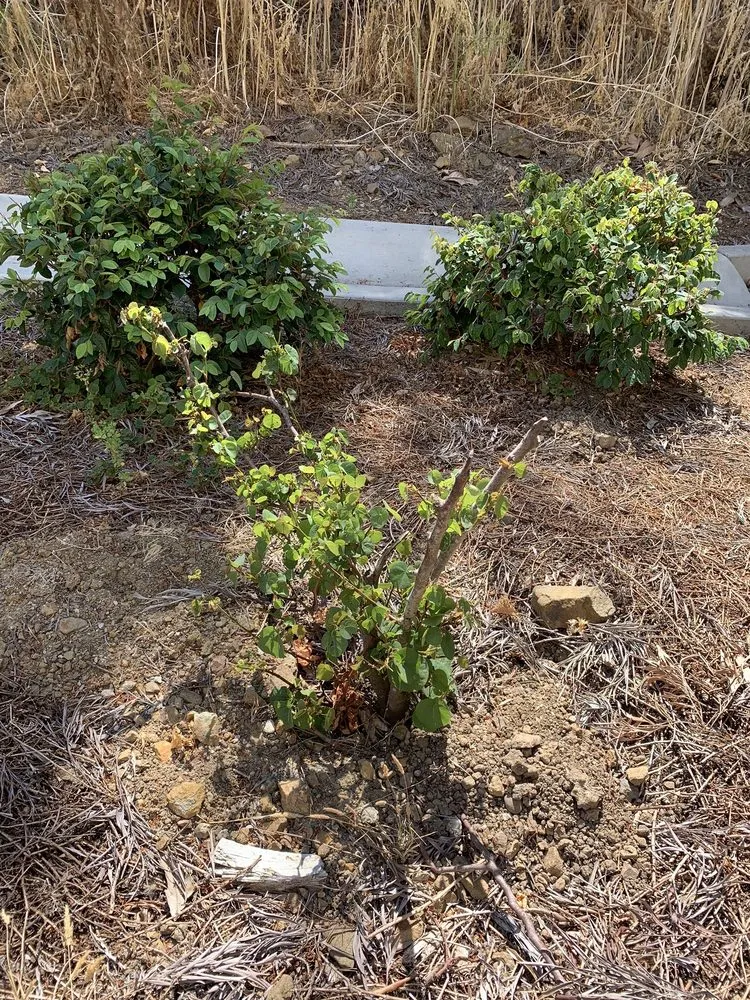 Custom residential landscaping in Livermore, CA - JPA Landscape & Construction, Inc