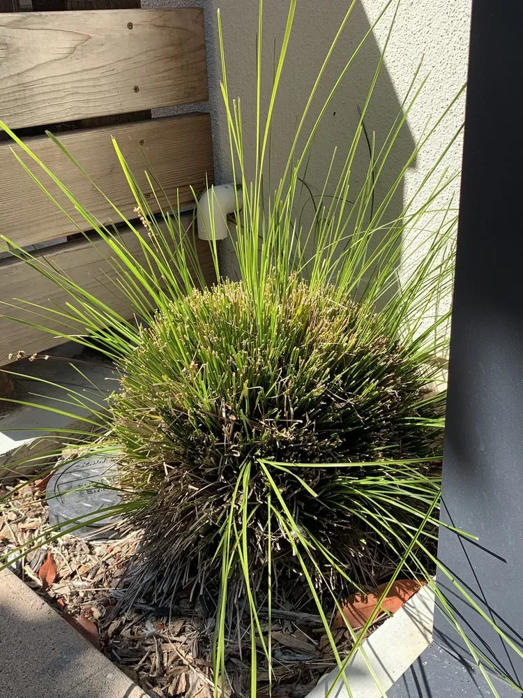 Reliable lawn mowing service in Livermore, CA by JPA Landscape & Construction, Inc