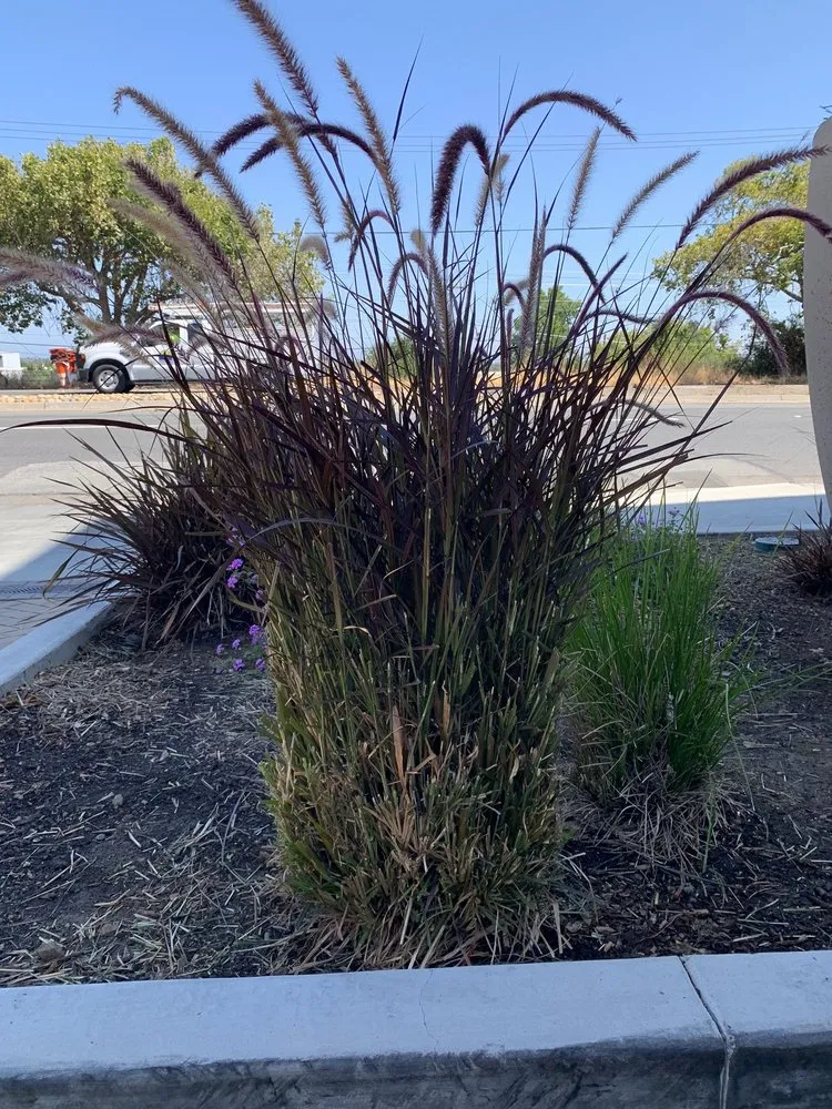 Reliable garden landscaping for outdoor upgrades in Livermore, CA by JPA Landscape & Construction, Inc