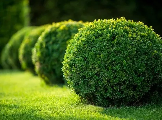 Top-rated landscaping services in Chicago, IL - JPC Landscaping