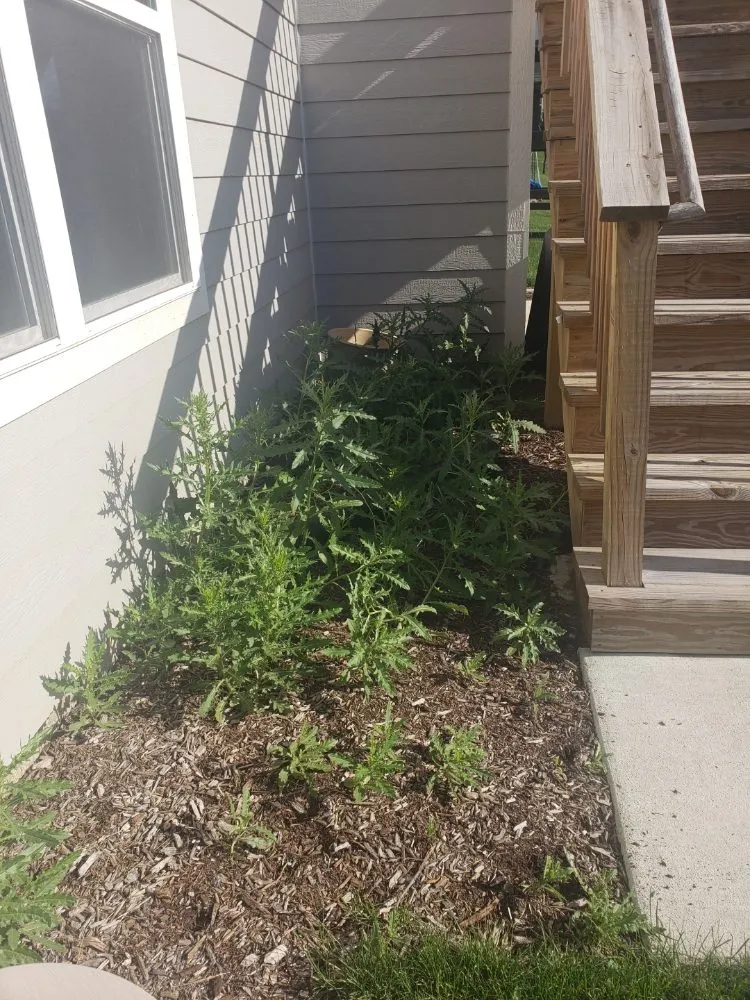 Trusted lawn care service in Lake Zurich, IL by JPH Landscaping