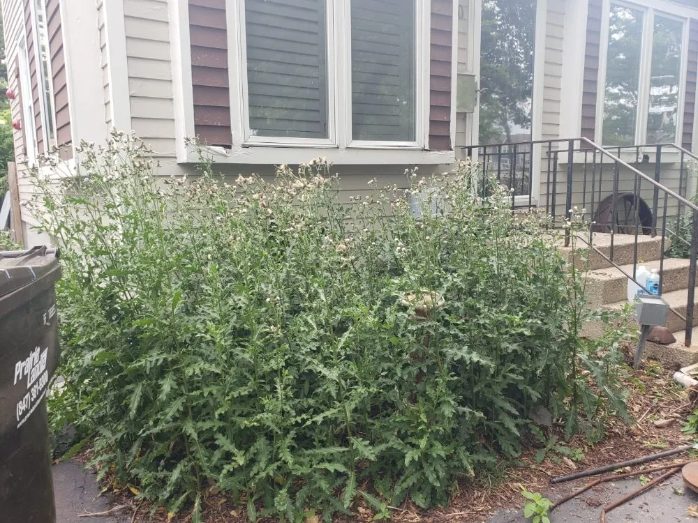 Trusted lawn care service experts serving Lake Zurich, IL - JPH Landscaping