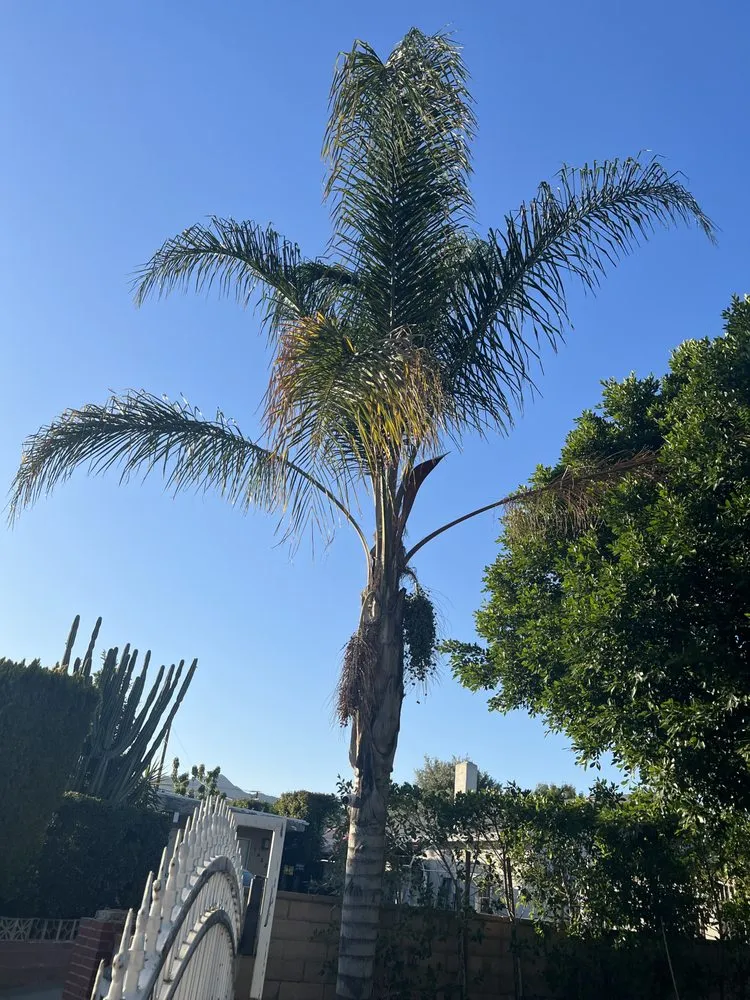 Trusted landscaping services near you in Sylmar, CA by JPL Landscaping