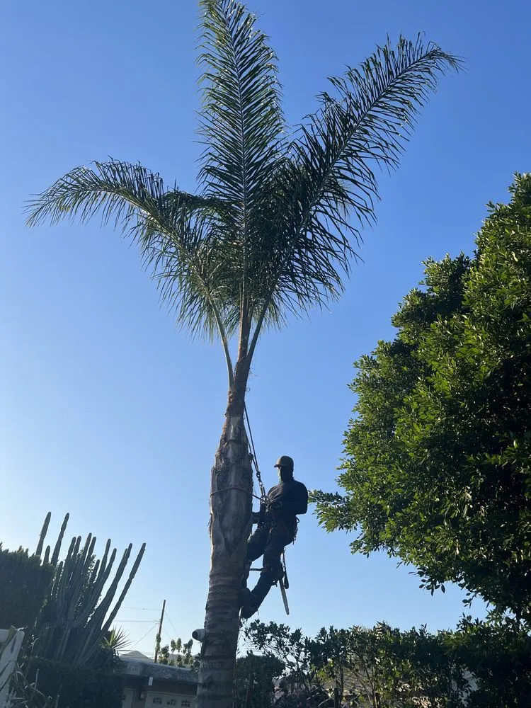 Reliable lawn mowing service for beautiful yards in Sylmar, CA by JPL Landscaping