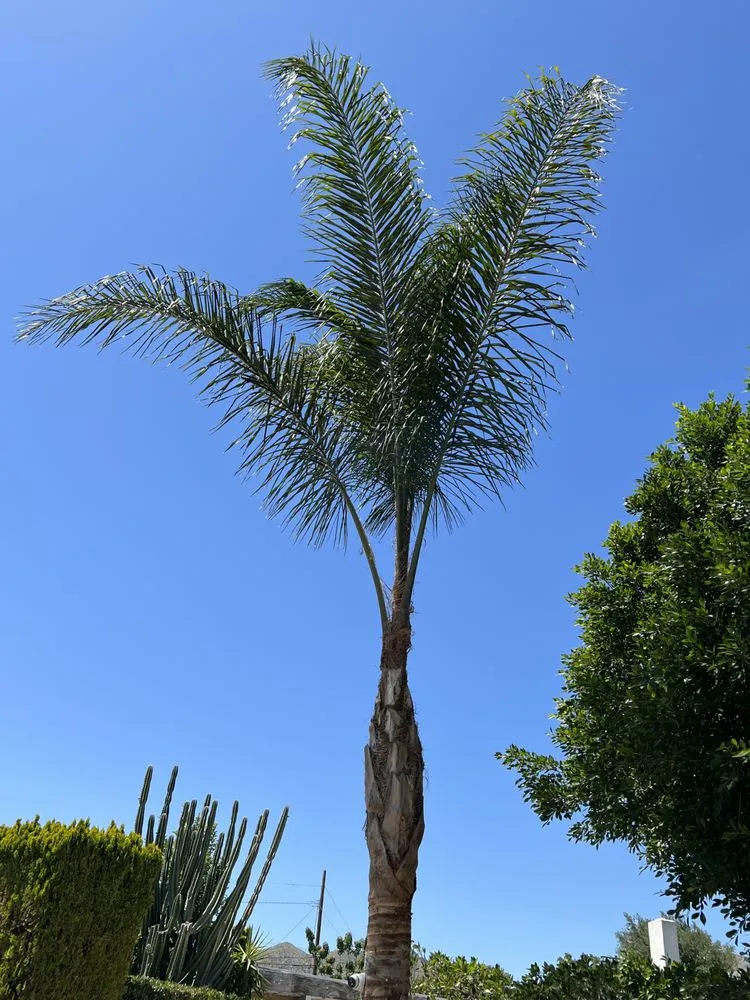 Expert yard maintenance for homes across Sylmar, CA - JPL Landscaping