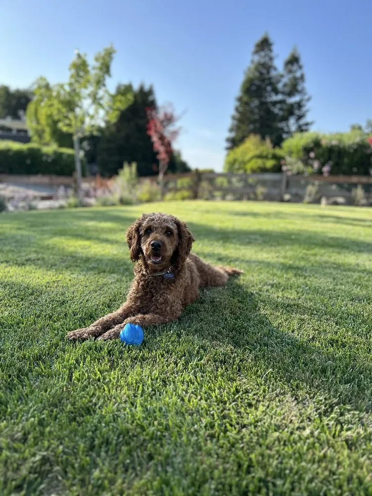 Top-rated garden landscaping in San Jose, CA - Jpm Landscape