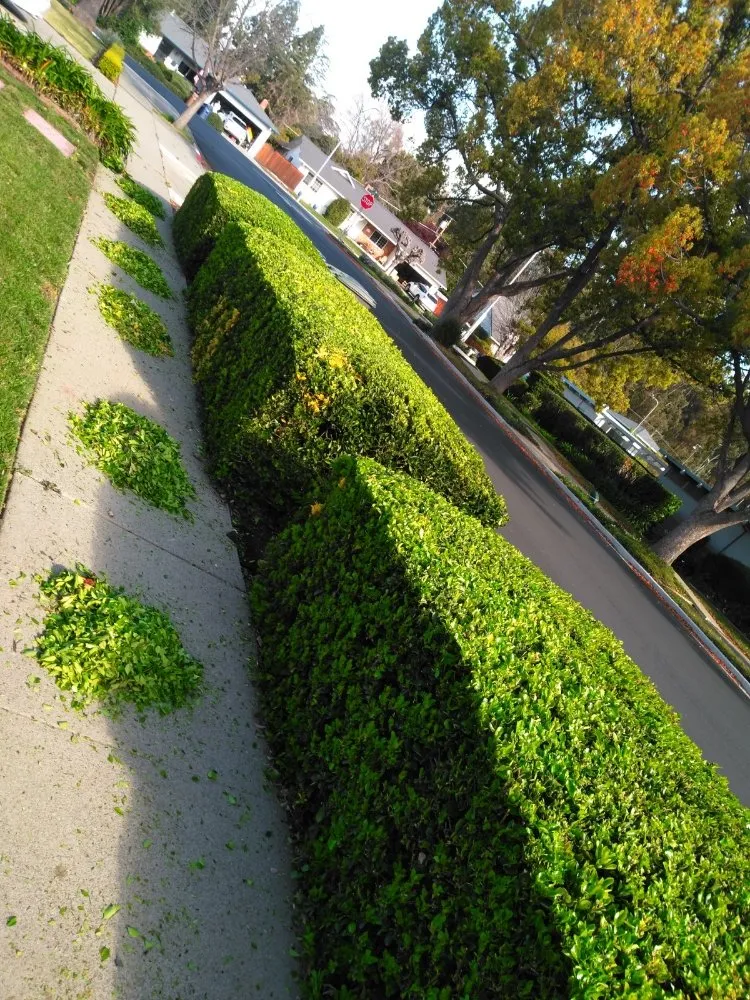 Expert outdoor landscaping in Pittsburg, CA by Jpm Landscaping