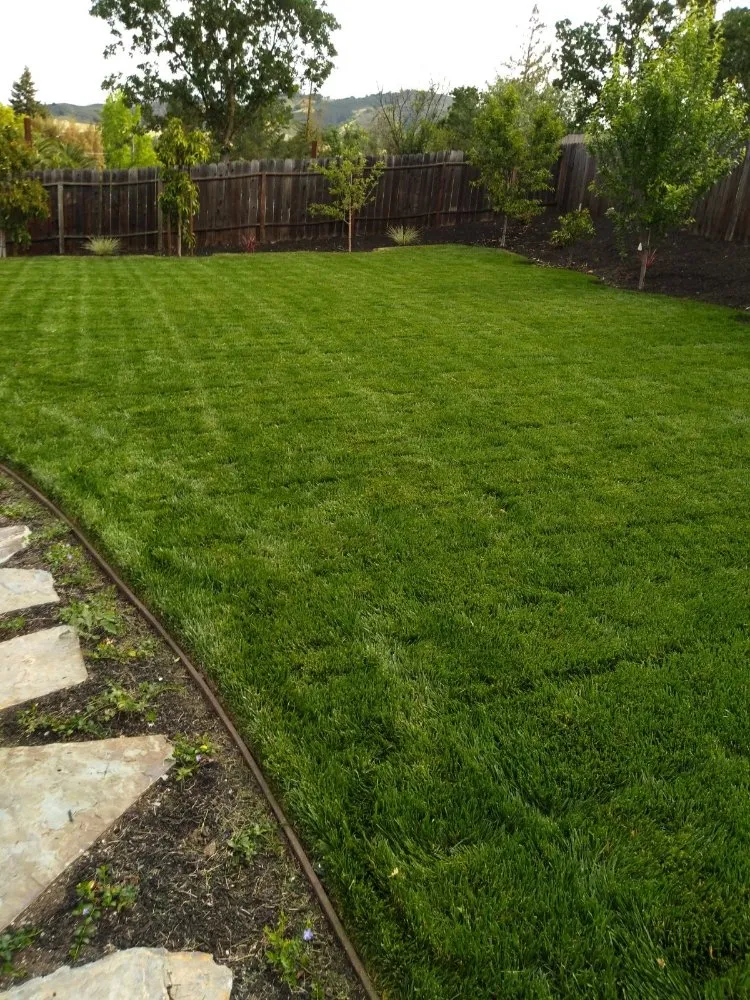 Affordable lawn care service near you in Pittsburg, CA by Jpm Landscaping