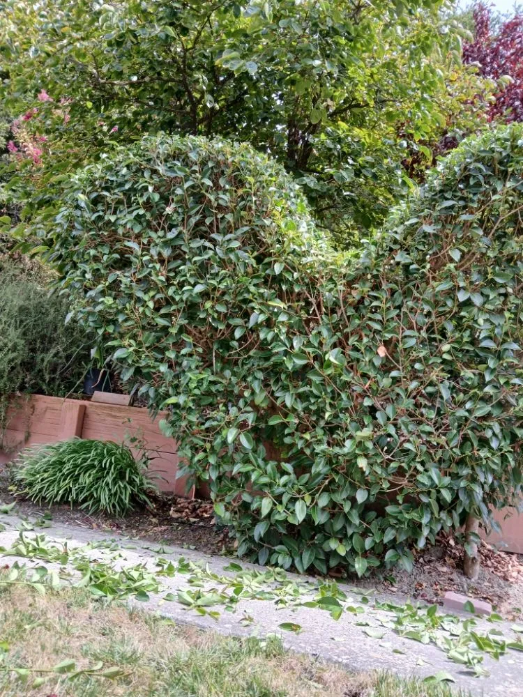 Reliable garden landscaping near you in Pittsburg, CA by Jpm Landscaping