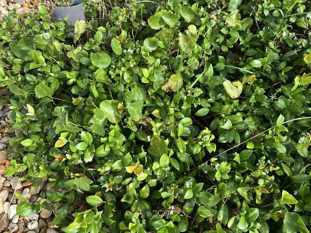 Top-rated lawn mowing service in Orlando, FL by JP’s Green & Clean Landscaping and Lawn Service