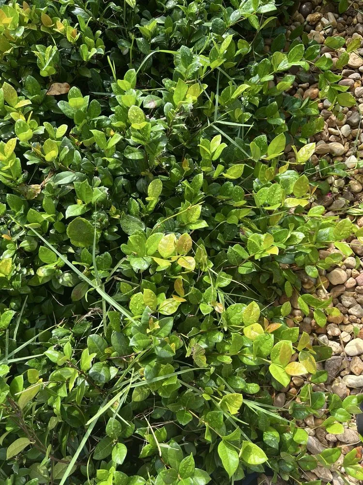 Local yard maintenance in Orlando, FL by JP’s Green & Clean Landscaping and Lawn Service