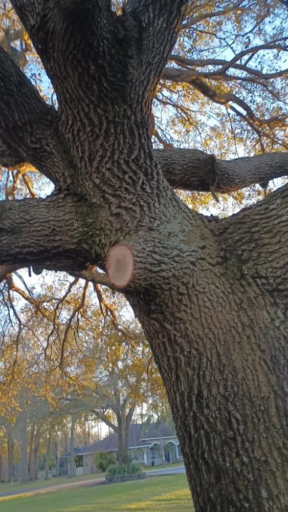 Local garden landscaping experts serving Lutz, FL - JP's Landscape and Irrigation Restorations