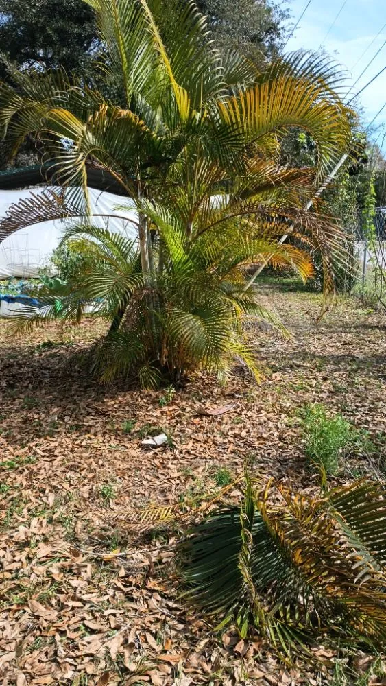 Expert lawn mowing service for beautiful yards across Lutz, FL - JP's Landscape and Irrigation Restorations