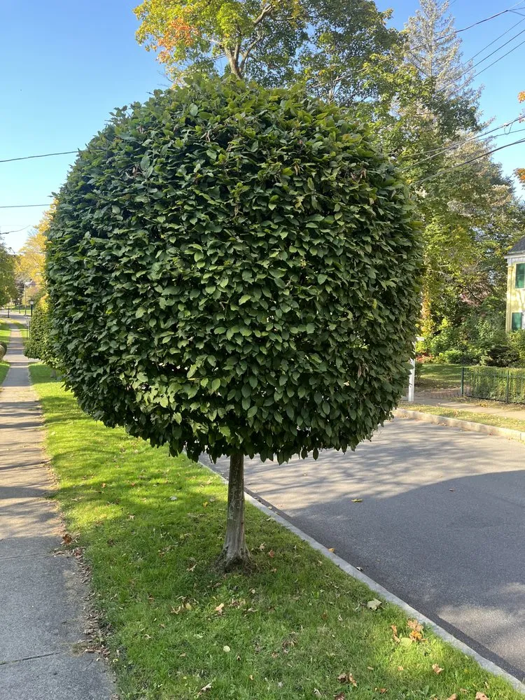 Expert landscape installation experts serving Syracuse, NY - Jp’s Landscaping