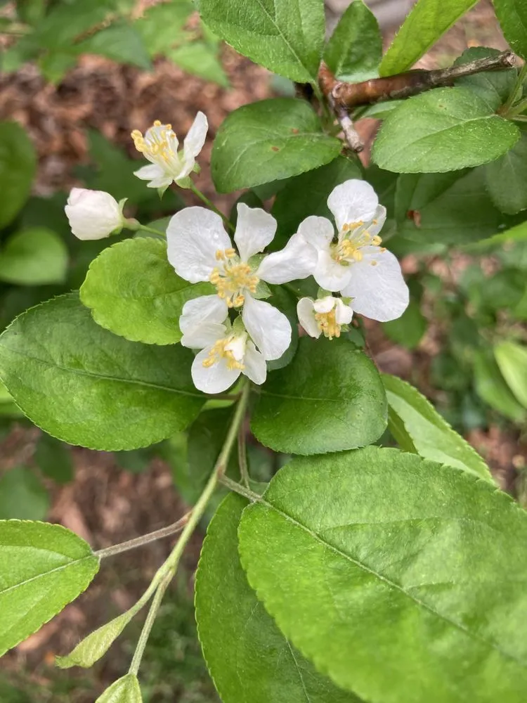 Trusted garden landscaping for homes in Cramerton, NC by JPs Planting And Pruning