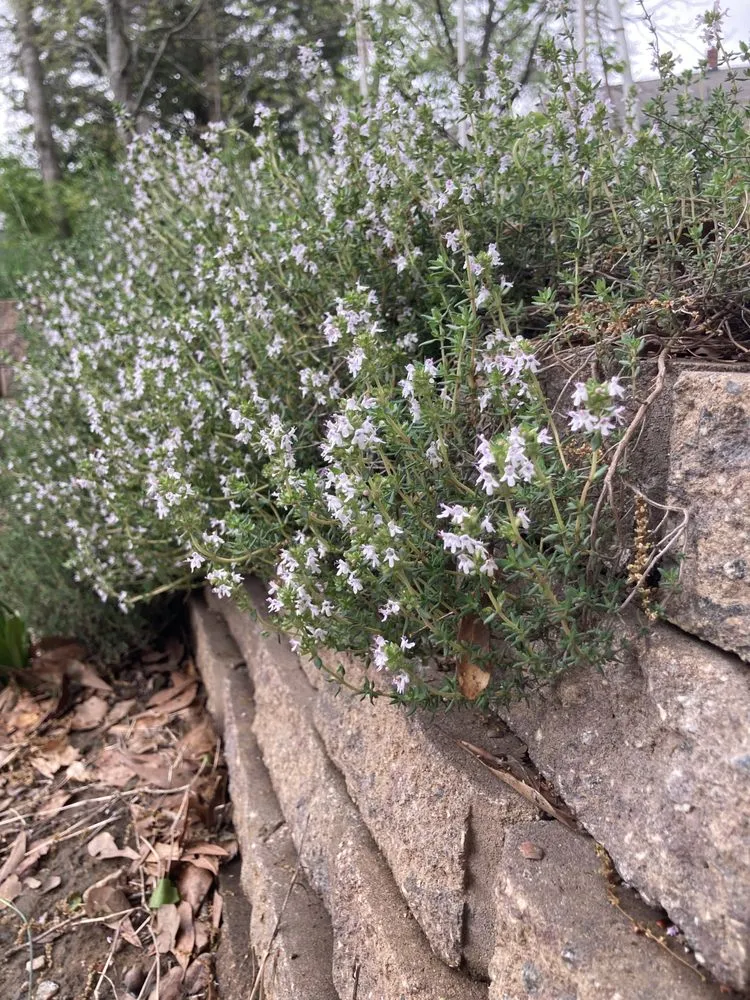 Local lawn mowing service with custom design in Cramerton, NC by JPs Planting And Pruning