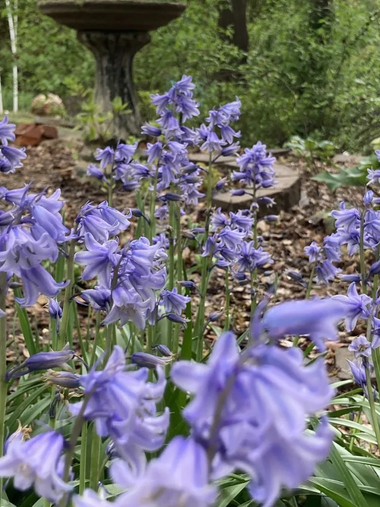 Professional landscape installation with custom design in Cramerton, NC by JPs Planting And Pruning
