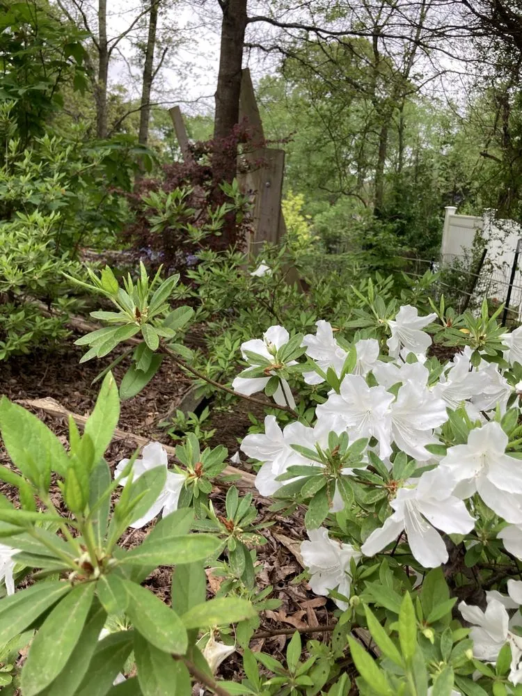 Professional lawn care service for year-round maintenance across Cramerton, NC - JPs Planting And Pruning