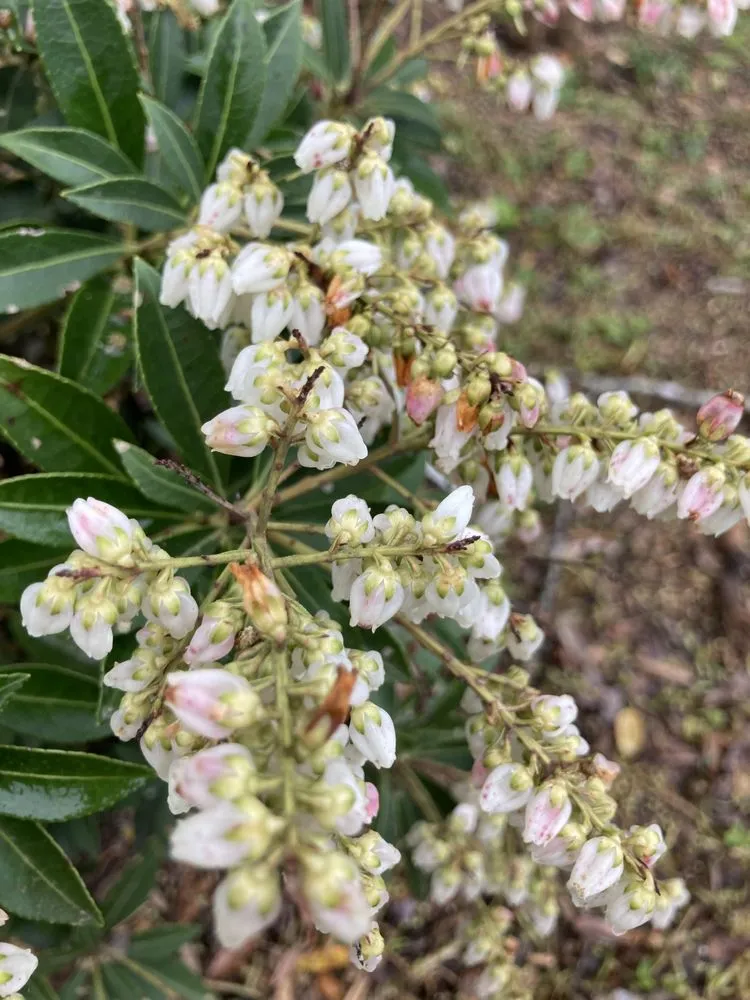 Professional yard maintenance in Cramerton, NC - JPs Planting And Pruning