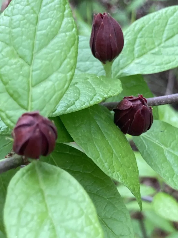 Trusted residential landscaping in Cramerton, NC by JPs Planting And Pruning