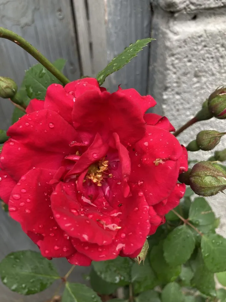 Expert lawn mowing service with custom design in Cramerton, NC by JPs Planting And Pruning