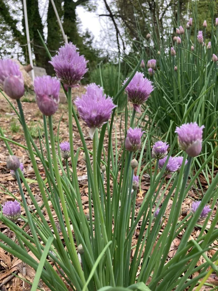 Reliable outdoor landscaping in Cramerton, NC - JPs Planting And Pruning