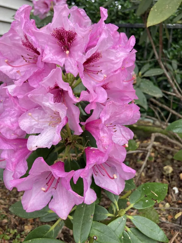 Trusted lawn mowing service experts serving Cramerton, NC - JPs Planting And Pruning