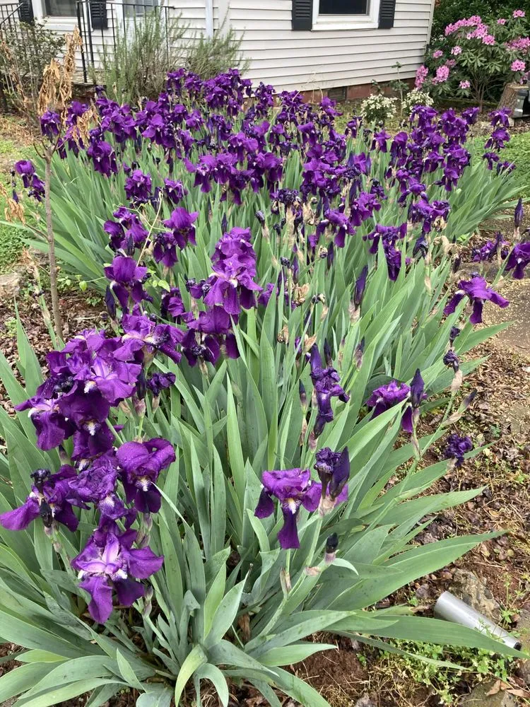 Reliable landscape design experts serving Cramerton, NC - JPs Planting And Pruning