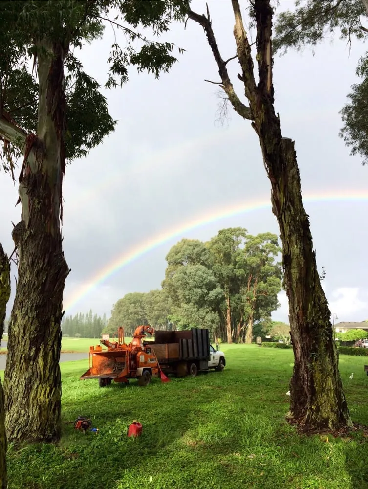 Custom yard cleanup service experts serving Kapaa, HI - JP'S Tree Trimming