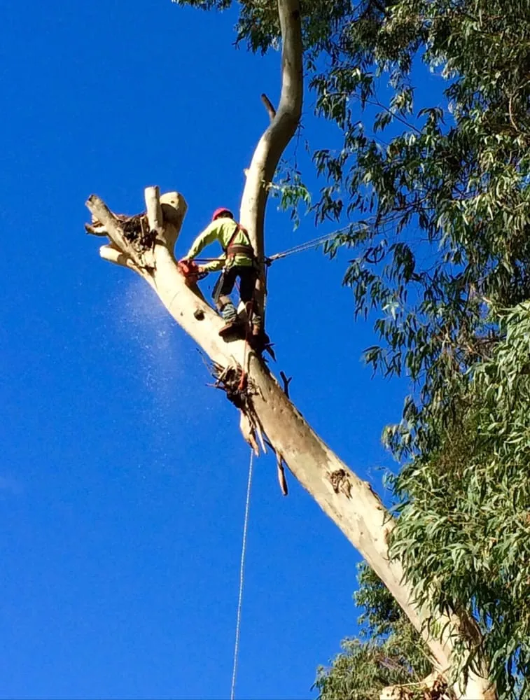 Trusted outdoor landscaping in Kapaa, HI by JP'S Tree Trimming