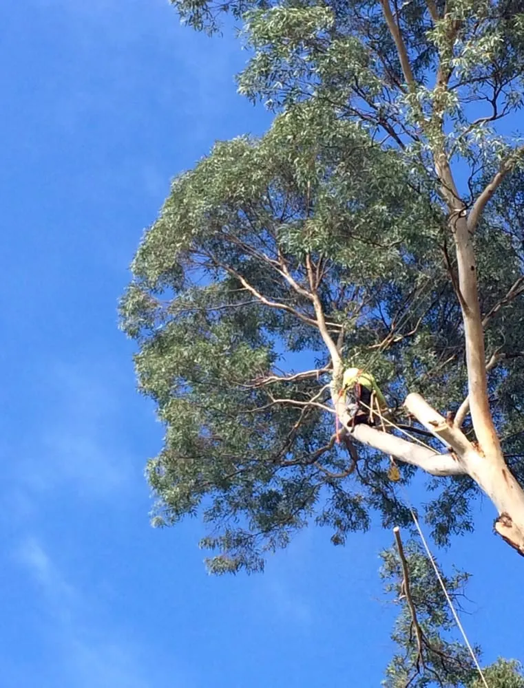 Expert garden landscaping near you across Kapaa, HI - JP'S Tree Trimming