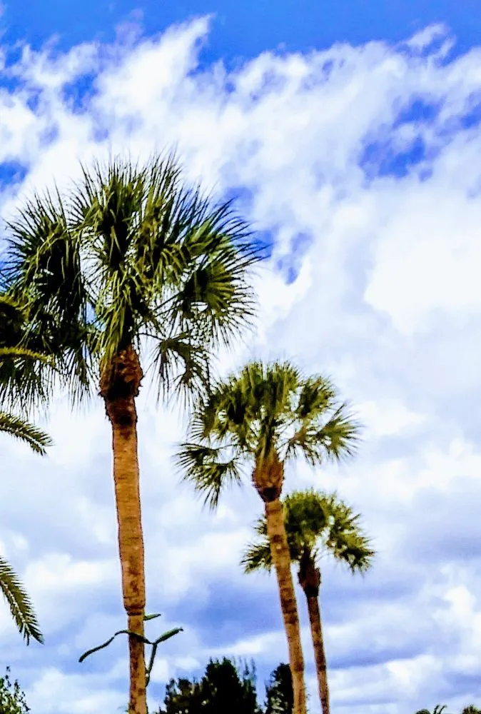 Affordable residential landscaping for outdoor upgrades in Englewood, FL by JP's Tree's Landscaping & Design