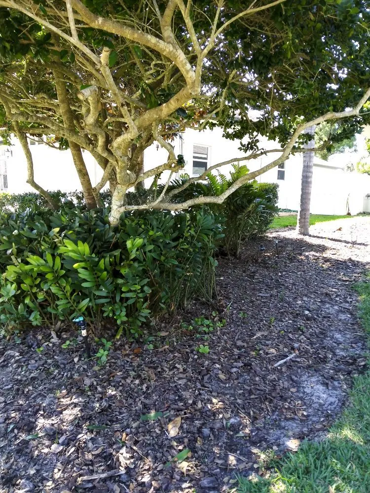 Professional lawn mowing service in Englewood, FL - JP's Tree's Landscaping & Design