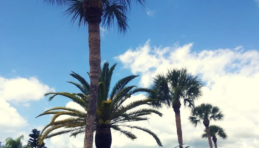 Custom yard maintenance in Englewood, FL by JP's Tree's Landscaping & Design