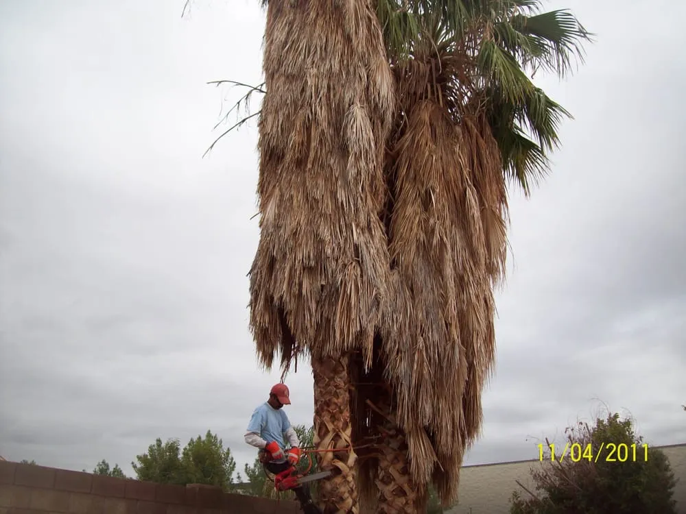 Reliable lawn care service experts serving Apache Junction, AZ - JR & D Landscaping