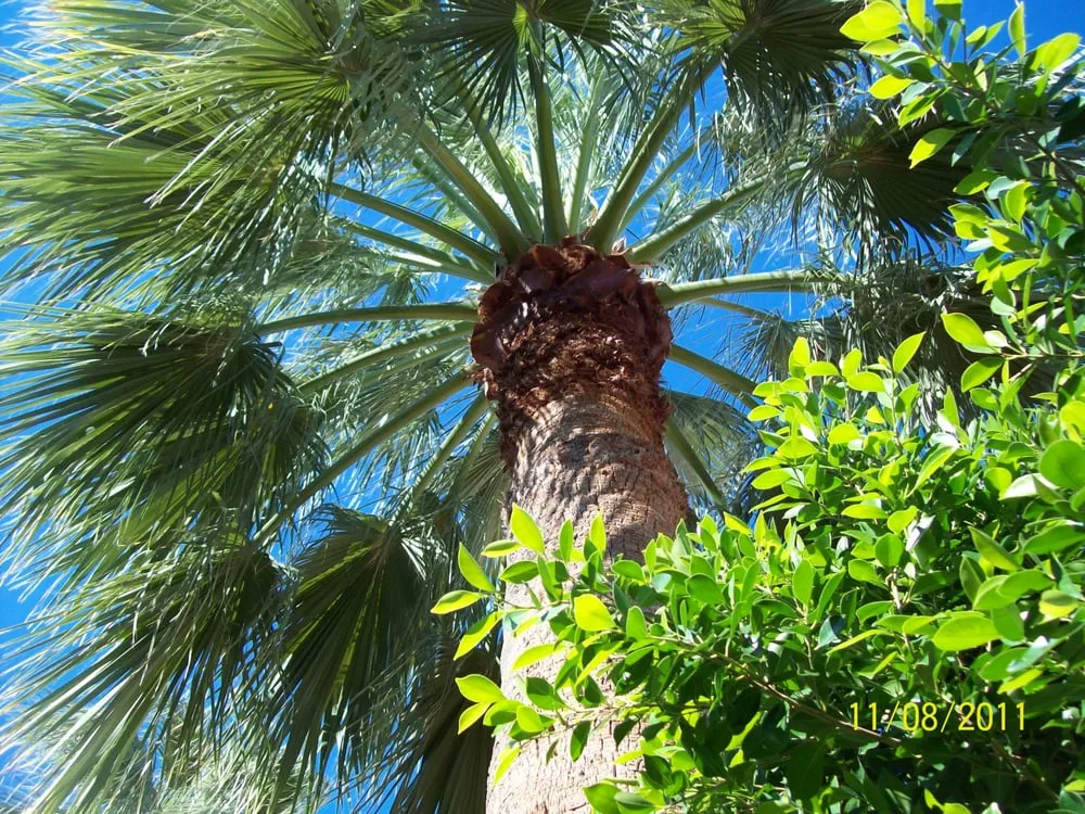 Custom yard cleanup service in Apache Junction, AZ by JR & D Landscaping