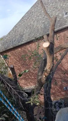 Jr Antonio Landscaping Logo