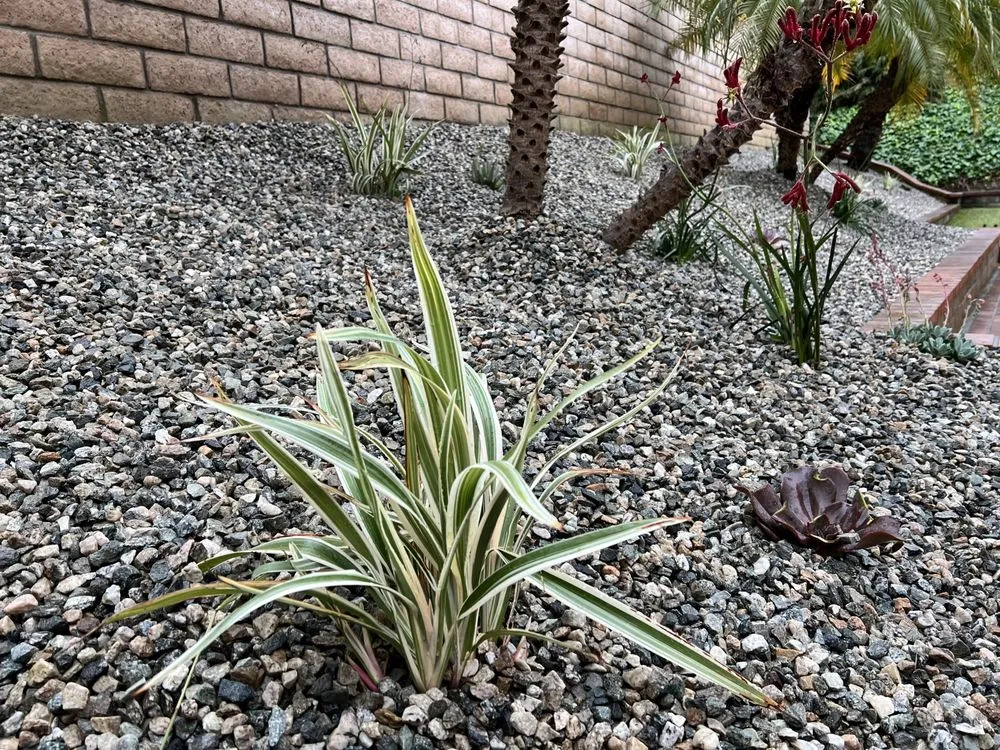 Reliable yard maintenance in Hacienda Heights, CA by JR Artistic Landscaping