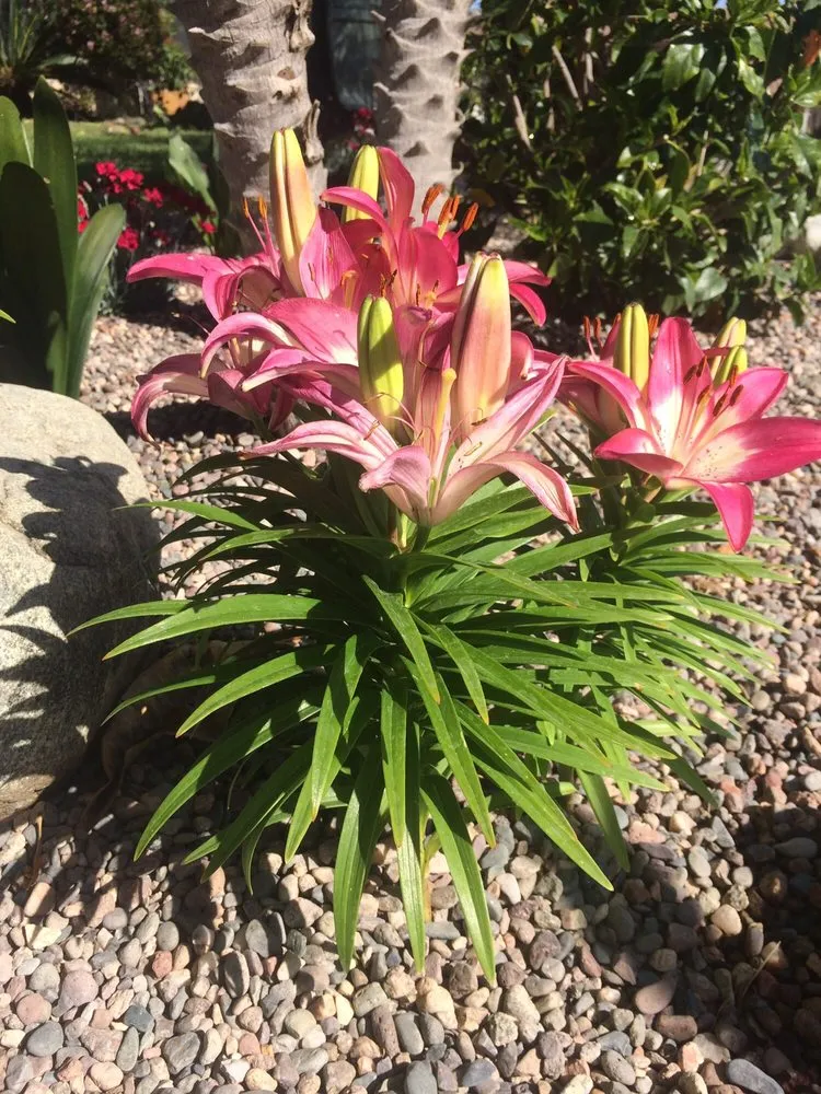 Local residential landscaping in Hacienda Heights, CA by JR Artistic Landscaping