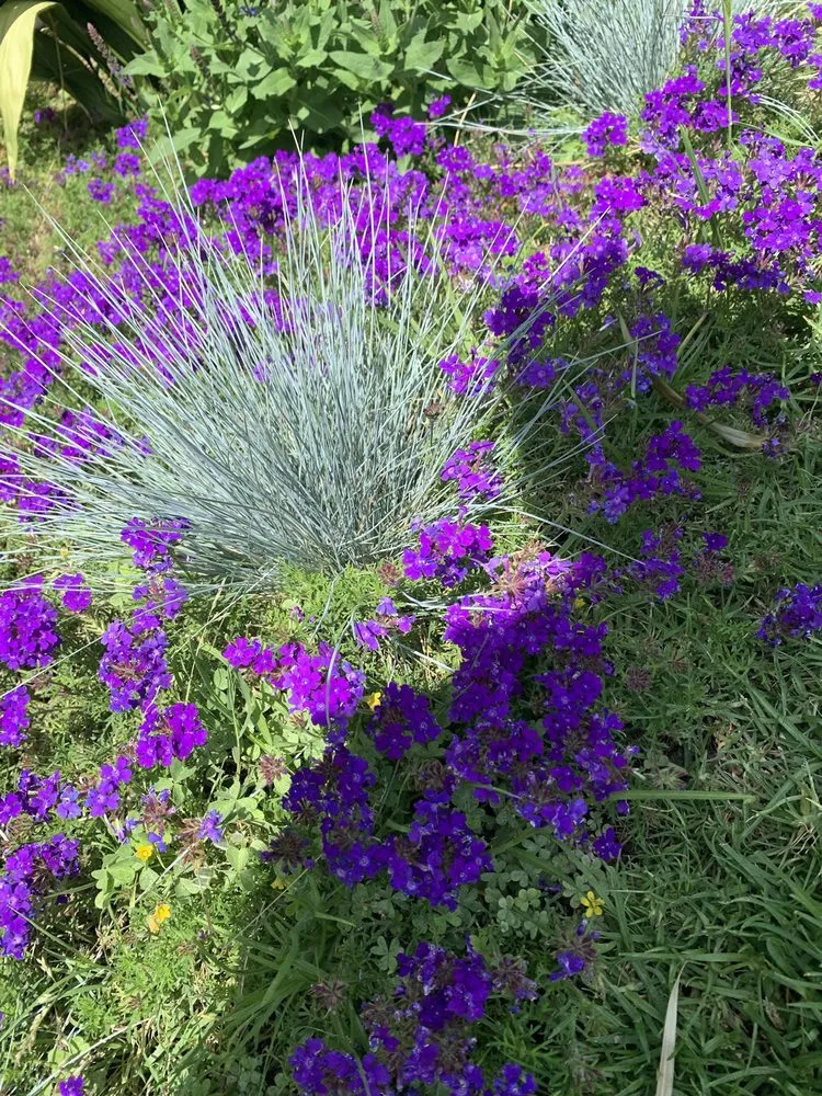 Affordable yard maintenance near you in Hacienda Heights, CA by JR Artistic Landscaping