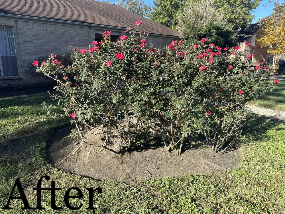 Reliable residential landscaping for beautiful yards in Houston, TX by Jr Champion Landscaping