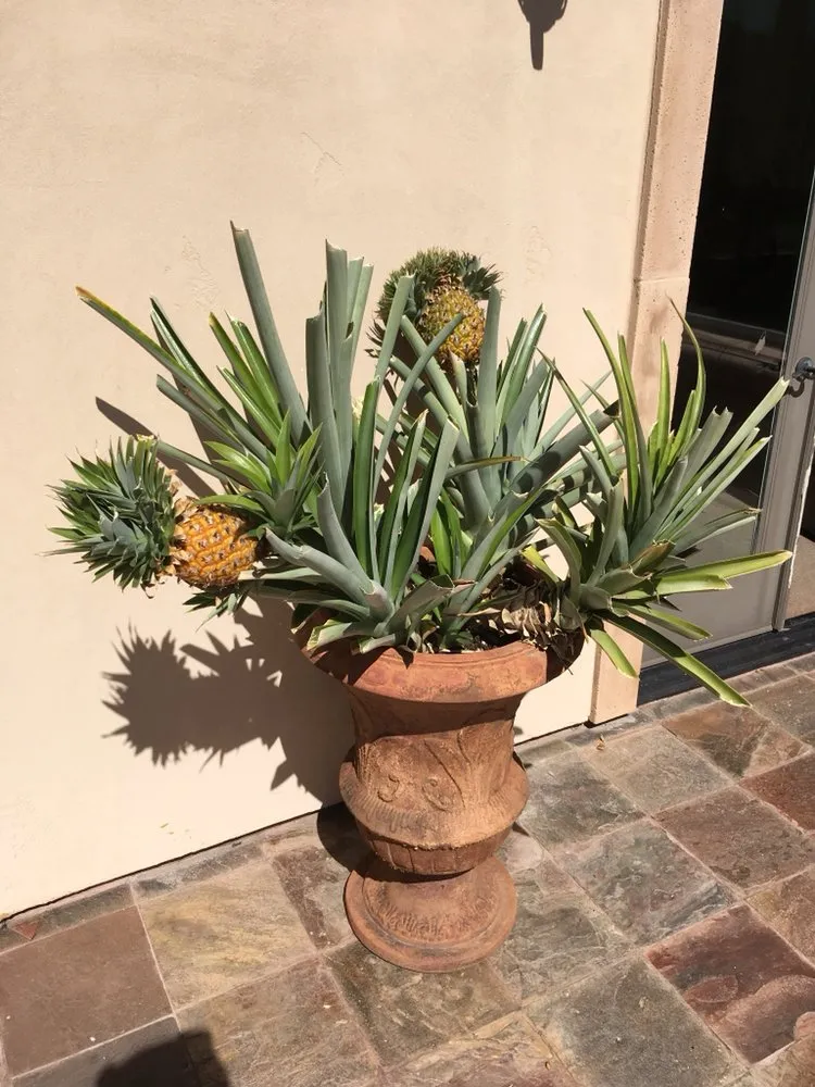 Top-rated landscape installation in Livermore, CA by JR Concepts Landscape Contractors