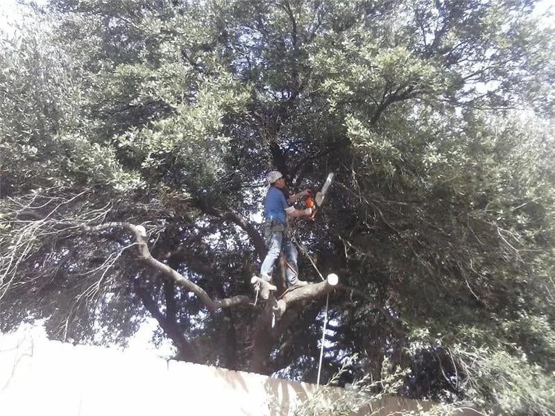 Expert yard cleanup service with custom design across Crosby, TX - JR Flores Landscape Services